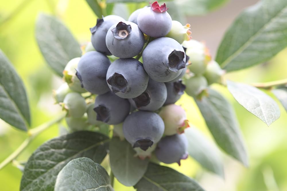 さち　高さ約90㎝大株ビルベリー さち 高さ約90㎝大株ビルベリー さち様専用 高さ約90㎝大株